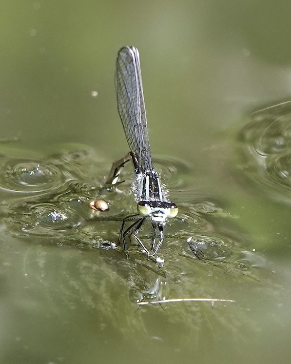 blue-tailed damselfly